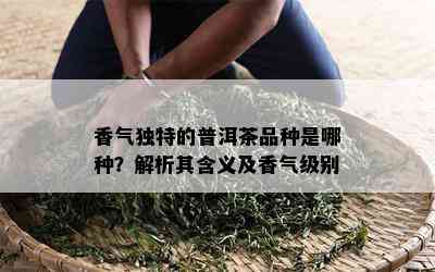 香气独特的普洱茶品种是哪种？解析其含义及香气级别