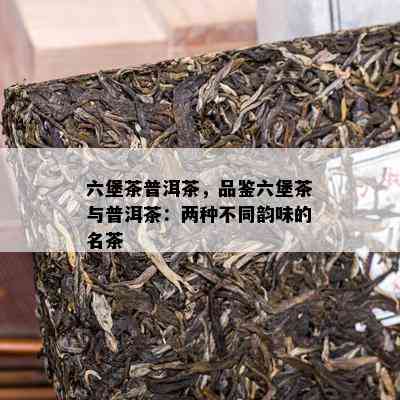 六堡茶普洱茶，品鉴六堡茶与普洱茶：两种不同韵味的名茶