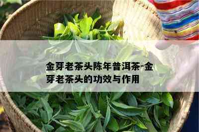 金芽老茶头陈年普洱茶-金芽老茶头的功效与作用