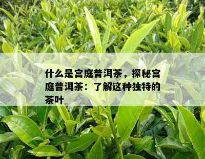 什么是宫庭普洱茶，探秘宫庭普洱茶：了解这种独特的茶叶