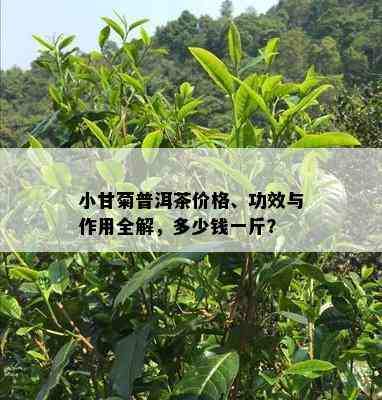 小甘菊普洱茶价格、功效与作用全解，多少钱一斤？