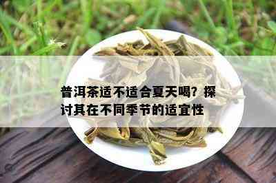 普洱茶适不适合夏天喝？探讨其在不同季节的适宜性