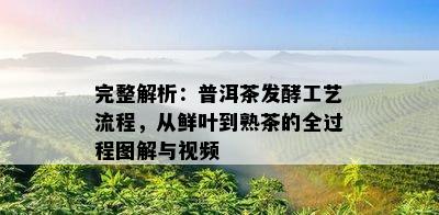 完整解析：普洱茶发酵工艺流程，从鲜叶到熟茶的全过程图解与视频