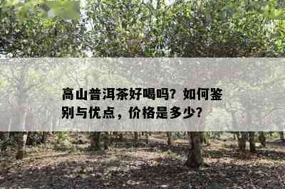 高山普洱茶好喝吗？如何鉴别与优点，价格是多少？