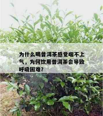 为什么喝普洱茶感觉喘不上气，为何饮用普洱茶会导致呼吸困难？