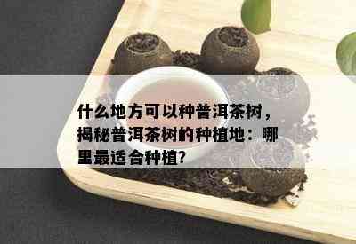 什么地方可以种普洱茶树，揭秘普洱茶树的种植地：哪里最适合种植？