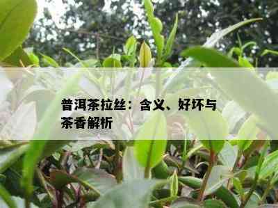 普洱茶拉丝：含义、好坏与茶香解析