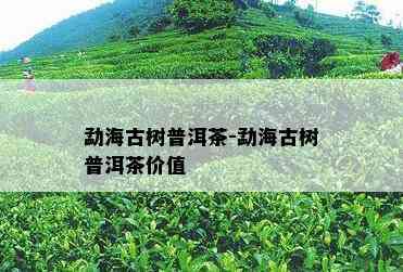 勐海古树普洱茶-勐海古树普洱茶价值