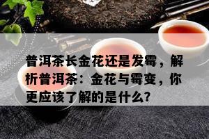 普洱茶长金花还是发霉，解析普洱茶：金花与霉变，你更应该了解的是什么？