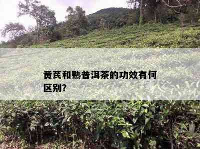 黄芪和熟普洱茶的功效有何区别？