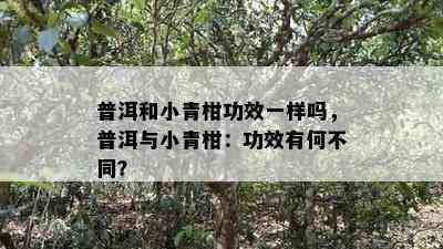 普洱和小青柑功效一样吗，普洱与小青柑：功效有何不同？