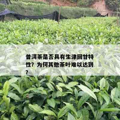 普洱茶是否具有生津回甘特性？为何其他茶叶难以达到？