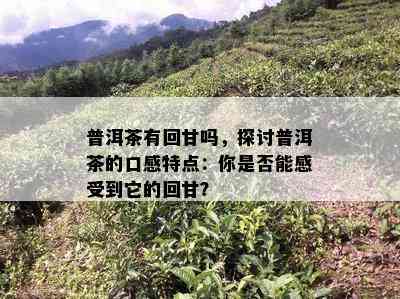 普洱茶有回甘吗，探讨普洱茶的口感特点：你是否能感受到它的回甘？