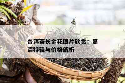 普洱茶长金花图片欣赏：高清特辑与价格解析