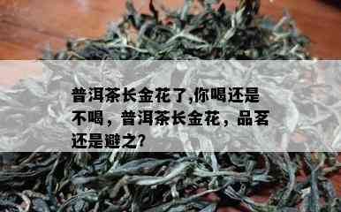 普洱茶长金花了,你喝还是不喝，普洱茶长金花，品茗还是避之？