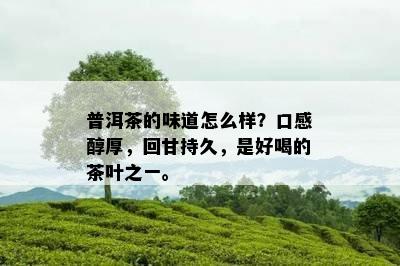 普洱茶的味道怎么样？口感醇厚，回甘持久，是好喝的茶叶之一。