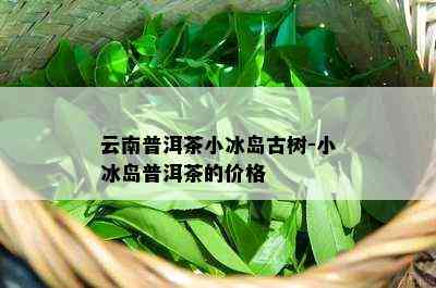 云南普洱茶小冰岛古树-小冰岛普洱茶的价格