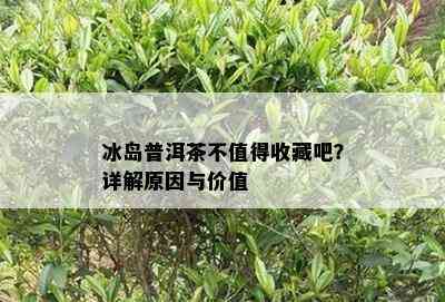 冰岛普洱茶不值得收藏吧？详解原因与价值