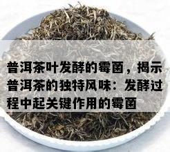 普洱茶叶发酵的霉菌，揭示普洱茶的独特风味：发酵过程中起关键作用的霉菌