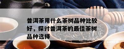 普洱茶用什么茶树品种比较好，探讨普洱茶的更佳茶树品种选择