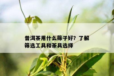 普洱茶用什么筛子好？了解筛选工具和茶具选择