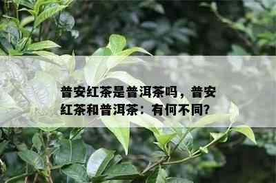 普安红茶是普洱茶吗，普安红茶和普洱茶：有何不同？