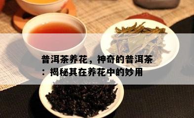 普洱茶养花，神奇的普洱茶：揭秘其在养花中的妙用