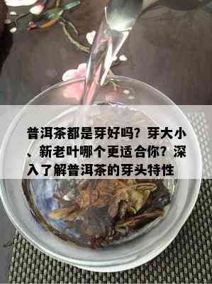 普洱茶都是芽好吗？芽大小、新老叶哪个更适合你？深入了解普洱茶的芽头特性