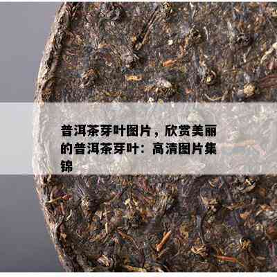 普洱茶芽叶图片，欣赏美丽的普洱茶芽叶：高清图片集锦