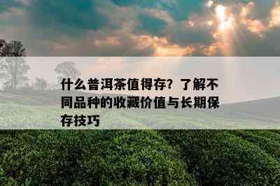 什么普洱茶值得存？了解不同品种的收藏价值与长期保存技巧