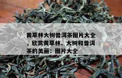 黄草林大树普洱茶图片大全，欣赏黄草林、大树和普洱茶的美丽：图片大全