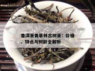 普洱茶黄草林古树茶：价格、特点与树龄全解析