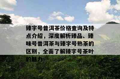 臻字号普洱茶价格查询及特点介绍，深度解析臻品、臻味号普洱茶与臻字号熟茶的区别，全面了解臻字号茶叶的魅力