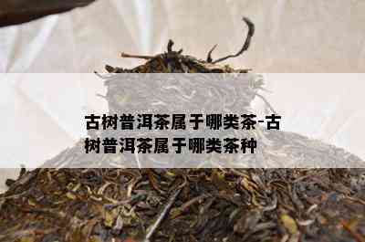 古树普洱茶属于哪类茶-古树普洱茶属于哪类茶种