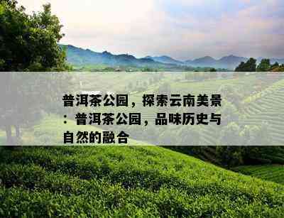 普洱茶公园，探索云南美景：普洱茶公园，品味历史与自然的融合