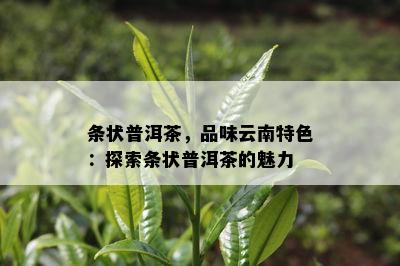 条状普洱茶，品味云南特色：探索条状普洱茶的魅力