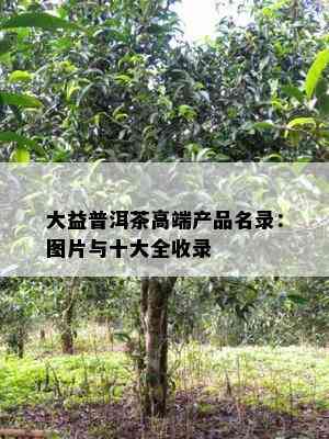 大益普洱茶高端产品名录：图片与十大全收录