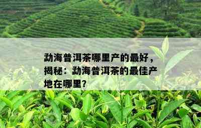 勐海普洱茶哪里产的更好，揭秘：勐海普洱茶的更佳产地在哪里？