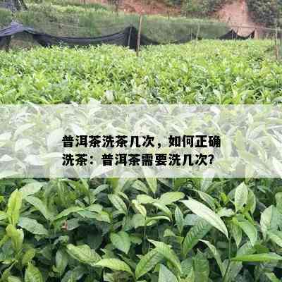 普洱茶洗茶几次，如何正确洗茶：普洱茶需要洗几次？