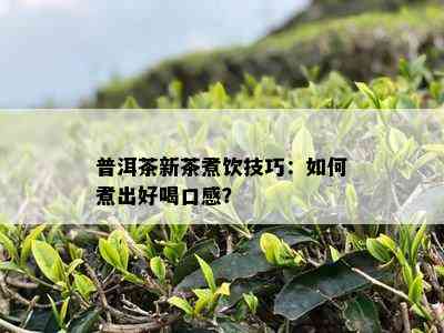 普洱茶新茶煮饮技巧：如何煮出好喝口感？