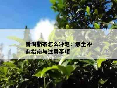 普洱新茶怎么冲泡：最全冲泡指南与注意事项