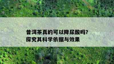 普洱茶真的可以降尿酸吗？探究其科学依据与效果