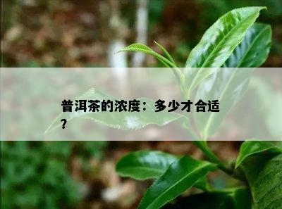 普洱茶的浓度：多少才合适？