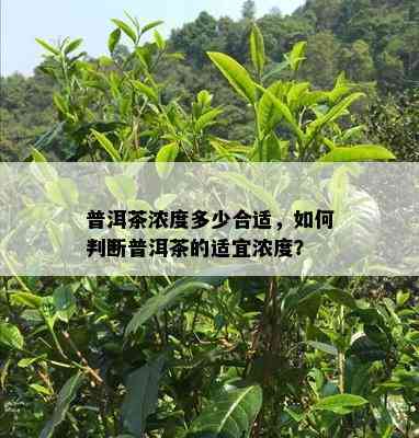 普洱茶浓度多少合适，如何判断普洱茶的适宜浓度？