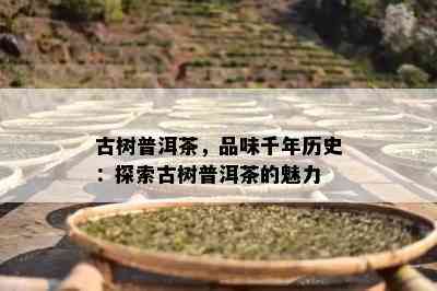 古树普洱茶，品味千年历史：探索古树普洱茶的魅力