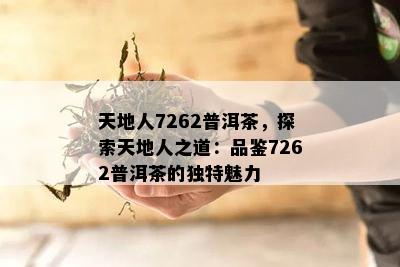 天地人7262普洱茶，探索天地人之道：品鉴7262普洱茶的独特魅力