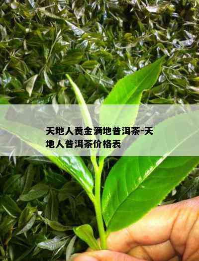 天地人黄金满地普洱茶-天地人普洱茶价格表