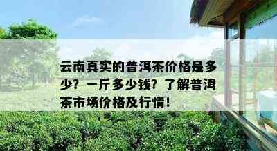 云南真实的普洱茶价格是多少？一斤多少钱？了解普洱茶市场价格及行情！