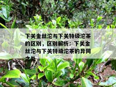 下关金丝沱与下关特级沱茶的区别，区别解析：下关金丝沱与下关特级沱茶的异同之处