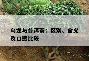 乌龙与普洱茶：区别、含义及口感比较